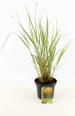 Pluimstruisriet Calamagrostis acutiflora 'Karl Foerster' Pot Calamagrostis acutiflora 'Karl Foerster'