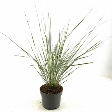 Pluimstruisriet Calamagrostis acutiflora 'Overdam' Pot Calamagrostis acutiflora 'Overdam'