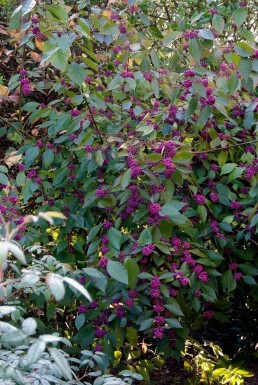 Schoonvrucht Callicarpa bodinieri 'Profusion' Pot Callicarpa bodinieri 'Profusion' struik