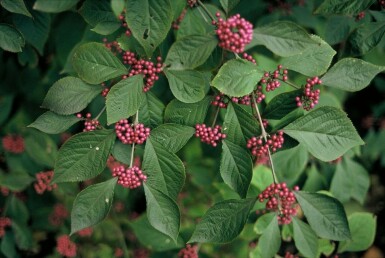 Schoonvrucht Callicarpa bodinieri 'Profusion' Pot Callicarpa bodinieri 'Profusion' struik