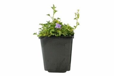 Klokjesbloem Campanula portenschlagiana Pot Campanula portenschlagiana