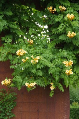 Trompetbloem Campsis radicans 'Flava' Pot Campsis radicans 'Flava' struik
