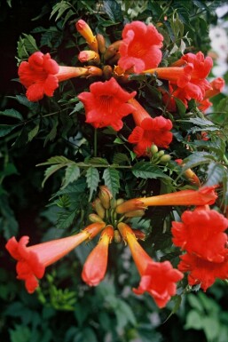 Trompetklimmer Campsis tagliabuana 'Madame Galen' Pot Campsis tagliabueana 'Madame Galen'