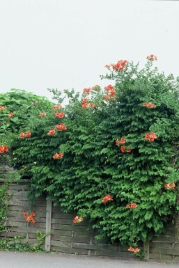 Trompetklimmer Campsis tagliabuana 'Madame Galen' Pot Campsis tagliabueana 'Madame Galen'