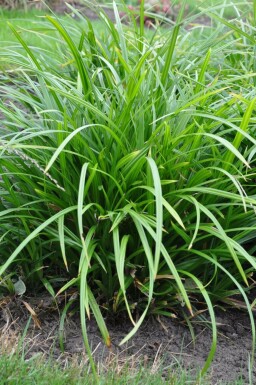 Carex foliosissima 'Irish Green'