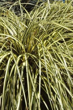 Carex oshimensis 'Evergold'