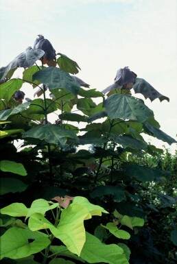 Trompetboom Catalpa erubescens 'Purpurea' Pot Catalpa erubescens 'Purpurea' struik
