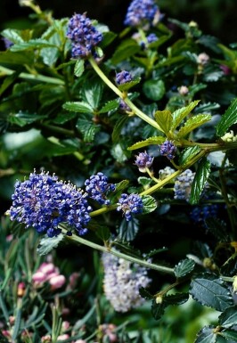 Kruipende herfstsering Ceanothus thyrsiflorus 'Repens' Pot Ceanothus thyrsiflorus 'Repens' struik
