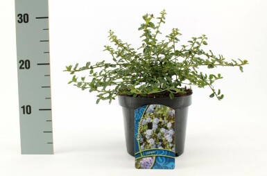Kruipende herfstsering Ceanothus thyrsiflorus 'Repens' Pot Ceanothus thyrsiflorus 'Repens'