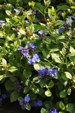 Loodkruid Ceratostigma plumbaginoides Pot Ceratostigma plumbaginoides