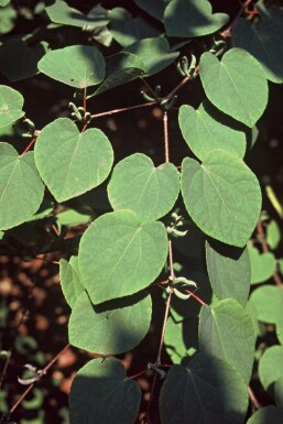 Katsuraboom Cercidiphyllum japonicum Pot Cercidiphyllum japonicum struik