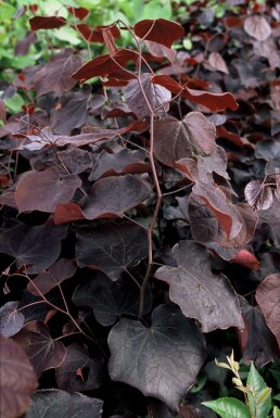 Roodbladige judasboom Cercis canadensis 'Forest Pansy' Pot Cercis canadensis 'Forest Pansy'