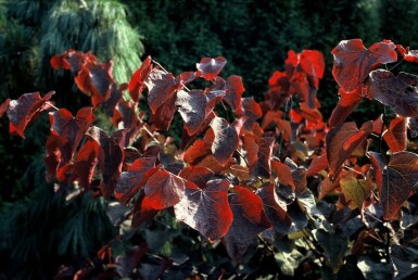 Roodbladige judasboom Cercis canadensis 'Forest Pansy' Pot Cercis canadensis 'Forest Pansy'
