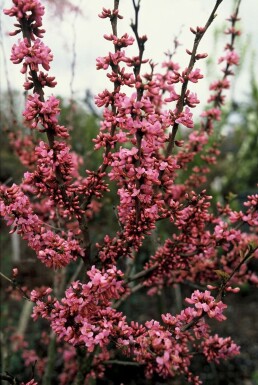 Chinese judasboom Cercis chinensis 'Avondale' Pot Cercis chinensis 'Avondale' struik