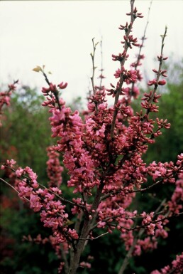 Chinese judasboom Cercis chinensis 'Avondale' Pot Cercis chinensis 'Avondale' struik