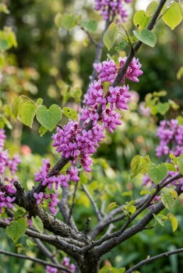 Cercis chinensis 'Avondale' struik 50-60 cm