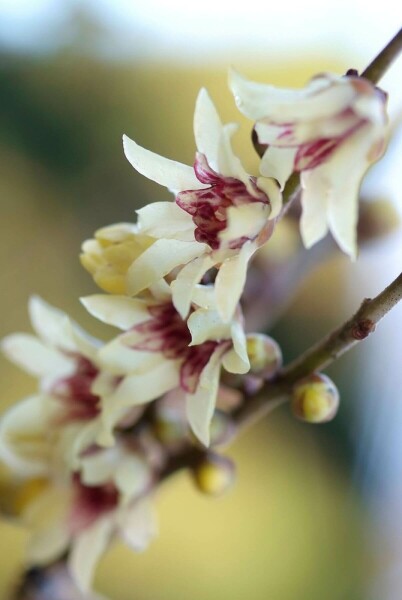 Chimonanthus praecox C20 80-100