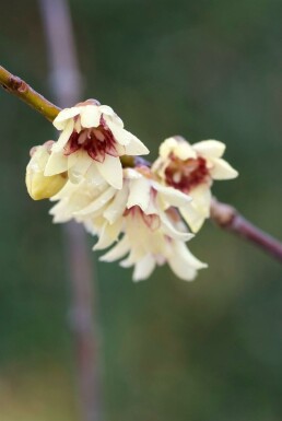 Winterzoet Chimonanthus praecox Pot Chimonanthus praecox struik