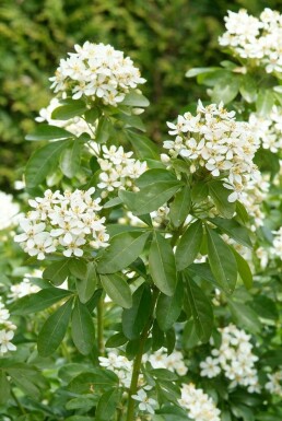 Choisya Choisya ternata Pot Choisya ternata struik