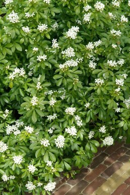 Choisya Choisya ternata Pot Choisya ternata struik