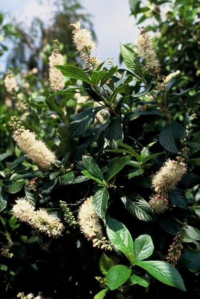 Clethra alnifolia 'Pink Spire' C10 80-100