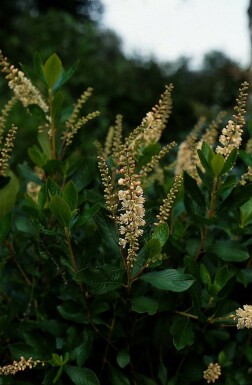 Clethra alnifolia 'Pink Spire' C10 80-100