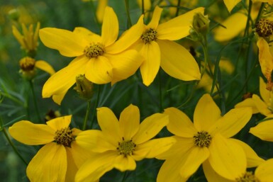 Meisjesogen Coreopsis verticillata 'Zagreb' Pot Coreopsis verticillata 'Zagreb'