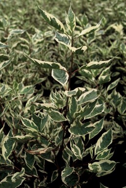 Bonte kornoelje Cornus alba 'Elegantissima' Pot Cornus alba 'Elegantissima'