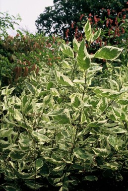 Bonte kornoelje Cornus alba 'Elegantissima' Pot Cornus alba 'Elegantissima'