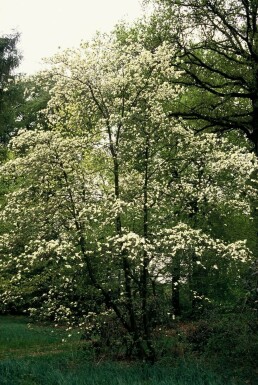 Cornus kousa C7,5 80-100