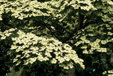 Cornus kousa C7,5 80-100
