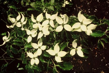 Cornus kousa C7,5 80-100
