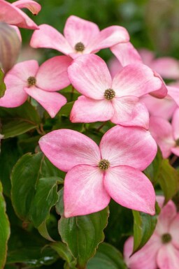 Grootbloemige Japanse kornoelje Cornus kousa 'Satomi' Pot Cornus kousa 'Satomi'