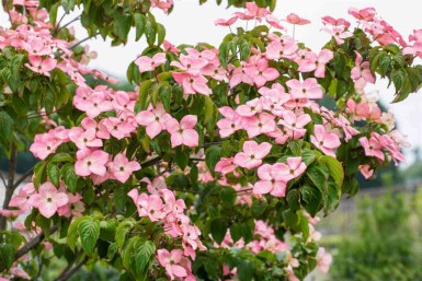 Grootbloemige Japanse kornoelje Cornus kousa 'Satomi' Pot Cornus kousa 'Satomi'