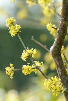 Cornus mas