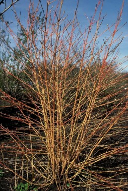 Rode kornoelje Cornus sanguinea 'Midwinter Fire' Pot Cornus sanguinea 'Midwinter Fire'