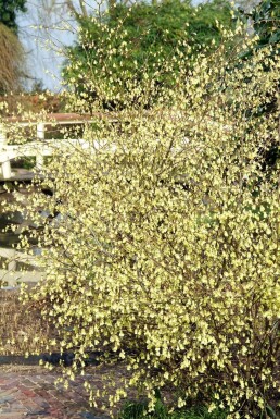 Schijnhazelaar Corylopsis pauciflora Pot Corylopsis pauciflora struik