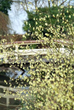 Schijnhazelaar Corylopsis pauciflora Pot Corylopsis pauciflora struik