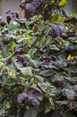Roodbladige kronkelhazelaar Corylus avellana 'Red Majestic' Pot Corylus avellana 'Red Majestic'