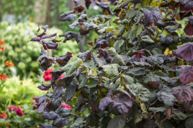 Corylus avellana 'Red Majestic'