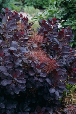 Pruikenboom Cotinus coggygria 'Royal Purple' Pot Cotinus coggygria 'Royal Purple' struik