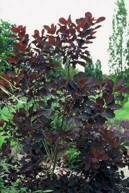 Pruikenboom Cotinus coggygria 'Royal Purple' Pot Cotinus coggygria 'Royal Purple' struik