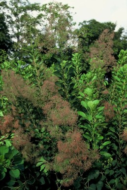 Pruikboom Cotinus coggygria 'Young Lady' Pot Cotinus coggygria 'Young Lady'