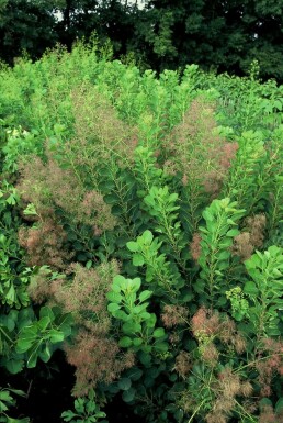 Pruikboom Cotinus coggygria 'Young Lady' Pot Cotinus coggygria 'Young Lady'