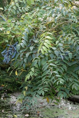 Augurkenstruik Decaisnea fargesii Pot Decaisnea fargesii struik