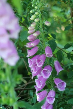 Vingerhoedskruid Digitalis purpurea Pot Digitalis purpurea