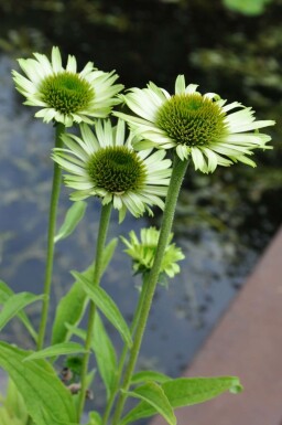 Zonnehoed Echinacea purpurea 'Green Jewel' Pot Echinacea purpurea 'Green Jewel'