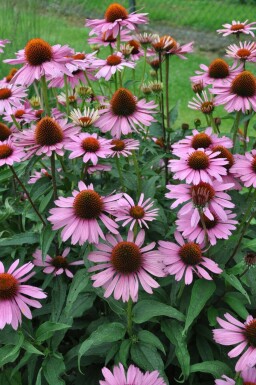 Zonnehoed Echinacea purpurea 'Magnus' Pot Echinacea purpurea 'Magnus'
