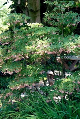 Pronkklokje Enkianthus campanulatus Pot Enkianthus campanulatus struik