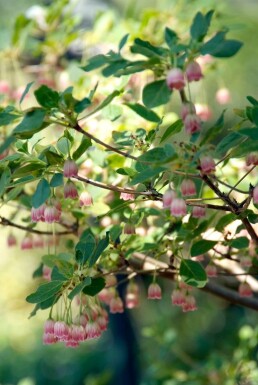 Pronkklokje Enkianthus campanulatus Pot Enkianthus campanulatus struik